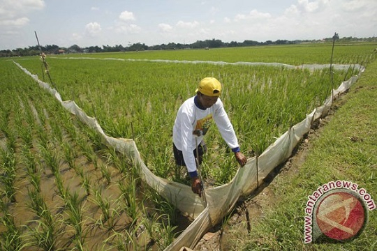 Kekeringan Ancam Ribuan Hektar Sawah Tadah Hujan di Banyumas