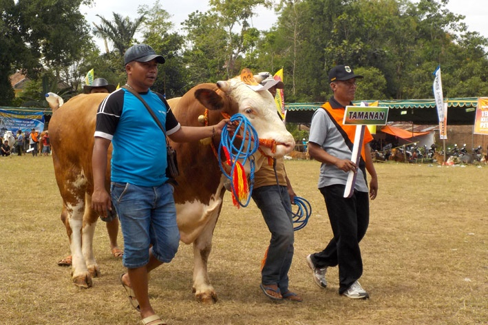 Jatim Targetkan Kelahiran 1 Juta Sapi per Tahun