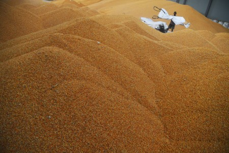 Asosiasi Petani Tolak Impor Jagung, Ini Alasannya