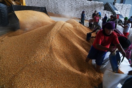 Petani Tolak Impor Jagung, Ini Alasan Asosiasi Makanan Tetap Minta