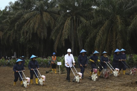 Jokowi Luncurkan Program Peremajaan Sawit