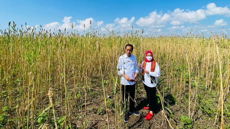 Jokowi: Sorgum Jadi Alternatif Bahan Pangan