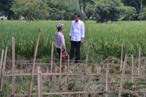 Presiden Jokowi Selfie dan Sapa Petani Jatigede