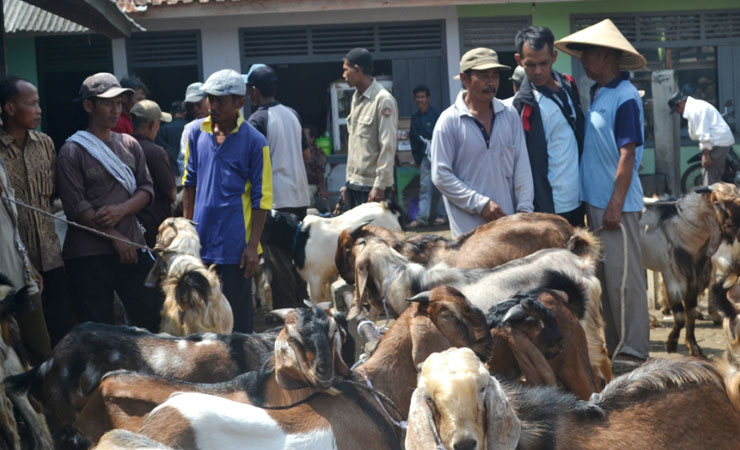 Awasi Kesehatan Hewan Kurban, Dinas Peternakan Cilacap Terjunkan Tim