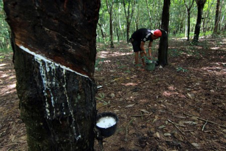 Peremajaan Tanaman Karet Butuh Dana 104 Triliun