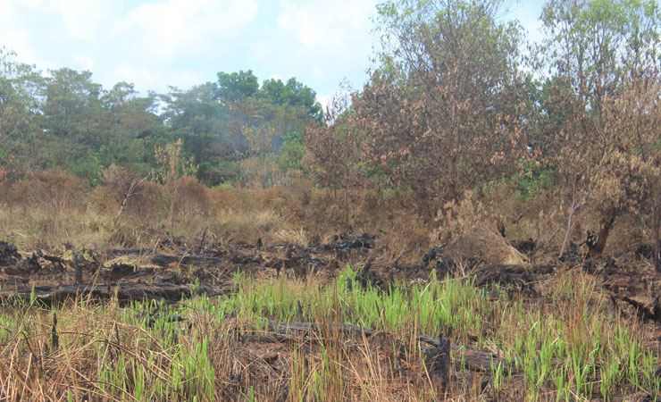 Lahan gambut yang terbakar. (Foto: Greenradio Pekanbaru)