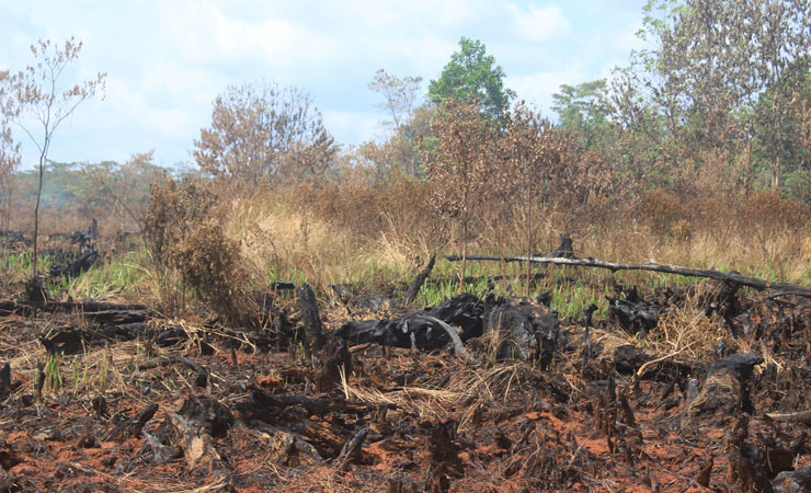 Lahan gambut yang terbakar. (Foto: Greenradio Pekanbaru)