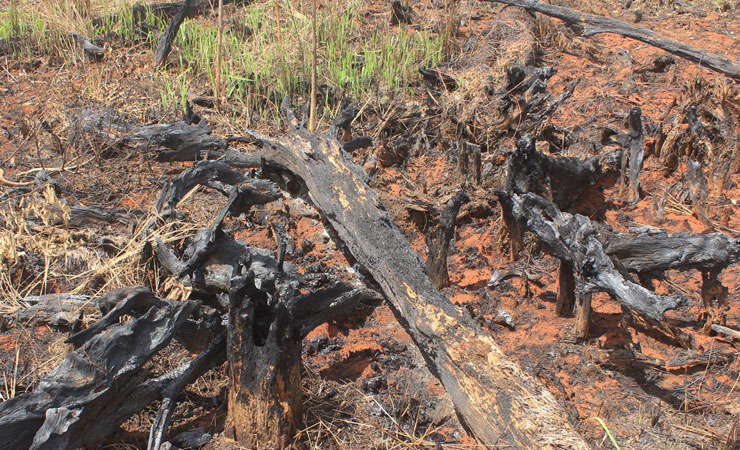 Sisa dari kebakaran lahan gambut. (Foto: Greenradio Pekanbaru)
