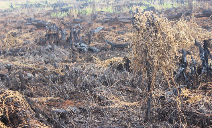 Lagi, Gambut di Riau Terbakar