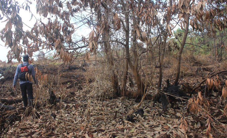 Sekitar 30 hektar lahan gambut di konsesi PT Sumber Sawit Sejahtera (SSS) terbakar. (Foto: Greenradi