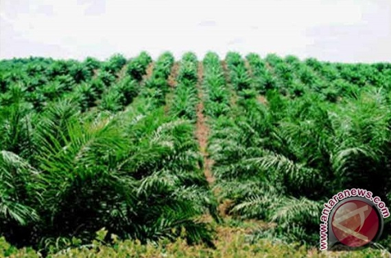 Pengamat: Perusahaan Sawit Selalu Menghindar untuk Berurusan dengan Petani