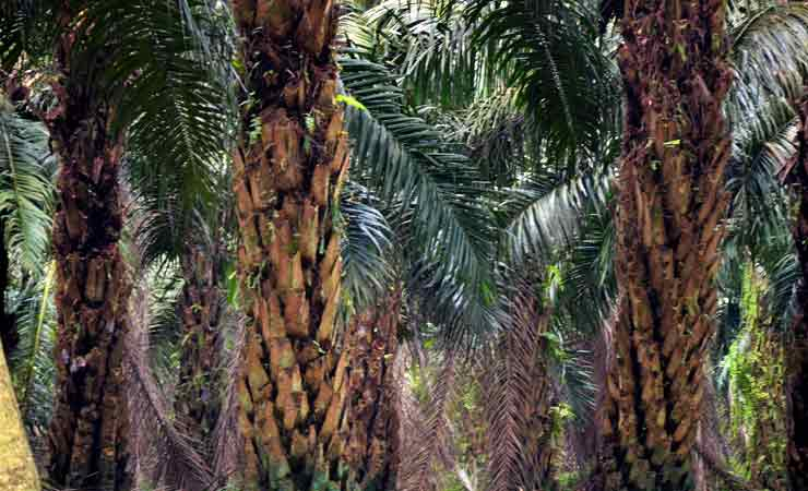 Leuser