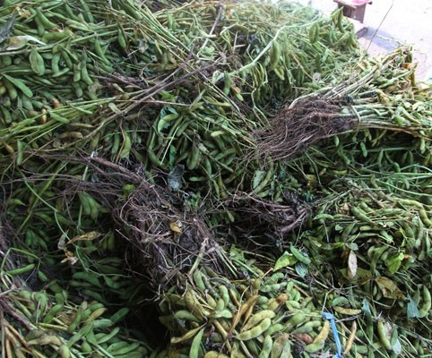 Harga Kedelai Melonjak, Perajin Tempe di Cilacap Perkecil Ukuran