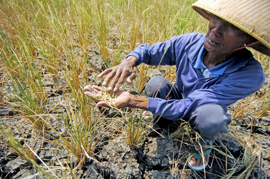 6 Kecamatan di Banyuwangi Kering Kritis