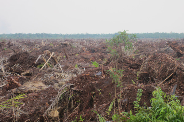 Banyak Perusahaan Hutan Abaikan Kanal Air