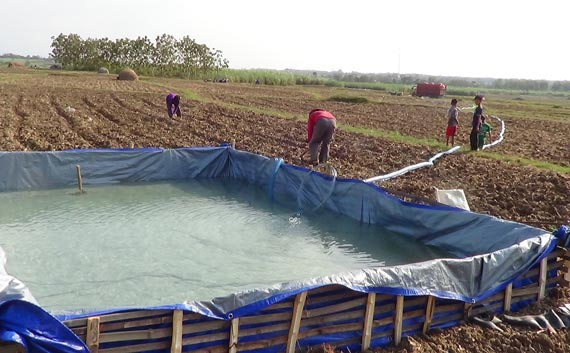 Puluhan Hektar Sawah di Banyumas  Puso