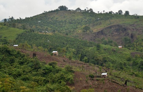 'Empat Tahun Berlaku, Pemerintah Langgar Sendiri Moratorium Hutan'