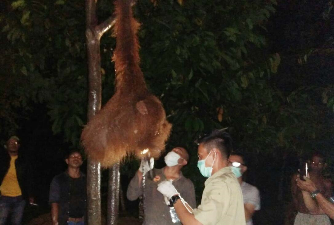 BKSDA Selamatkan Orang Utan yang Dipasung  di Aceh Timur