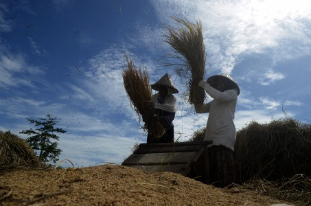Harga Gabah di Banyuwangi Anjlok