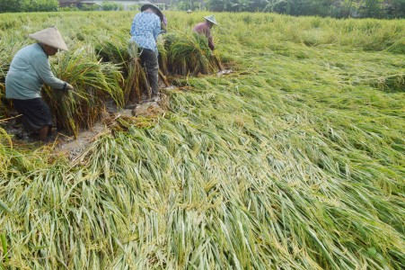 Musim Hujan, Jokowi Minta Bulog Serap Gabah Petani