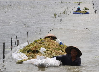 Panen, Stok Beras di Sumut Aman Hingga 6 Bulan