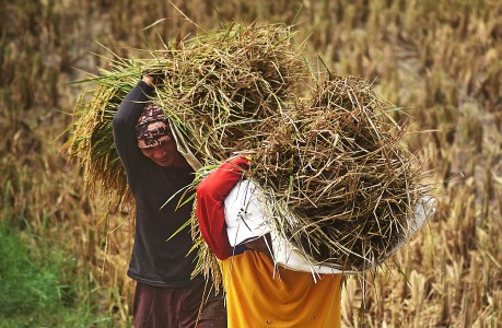 Dampak Covid, Presiden Ingatkan Kepala Daerah Soal Bahan Pokok dan Panen