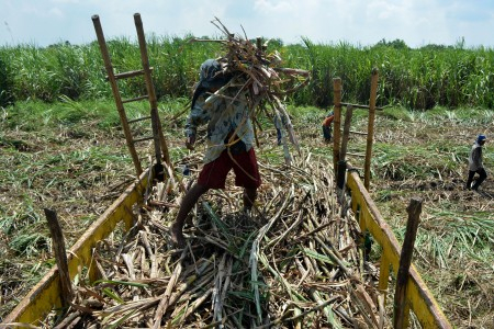 Cukupi Kebutuhan Gula, Pemerintah Siapkan Lahan Tebu Bagi 15 Pabrik