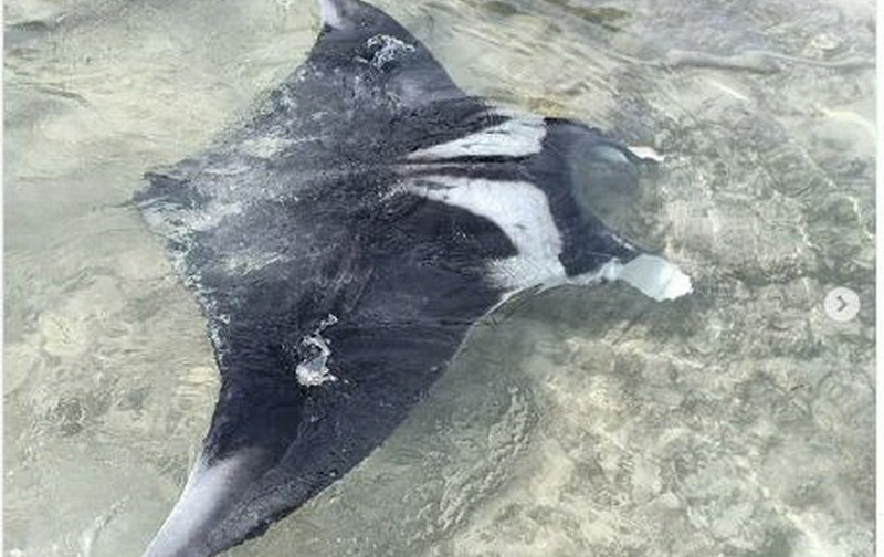 Pari Manta Muncul di Perairan Pulau Tunda, Serang, Banten