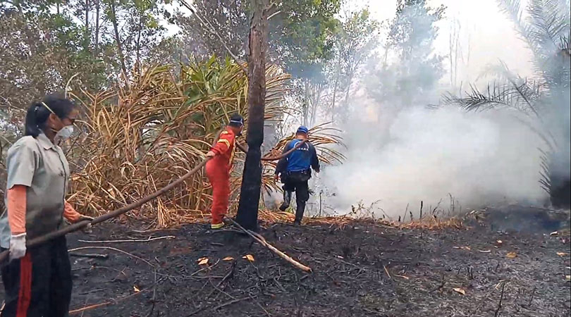 Berkenalan dengan Hutan Gambut
