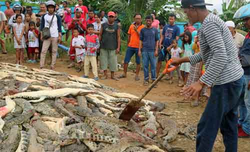 Pembantaian Buaya
