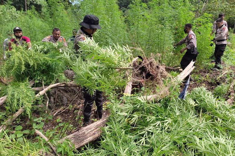 Guru Besar Farmasi UGM Tolak Legalisasi Ganja Medis