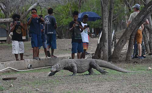 Komodo