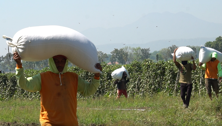 Adaptasi Petani Kendal Atasi Kekeringan