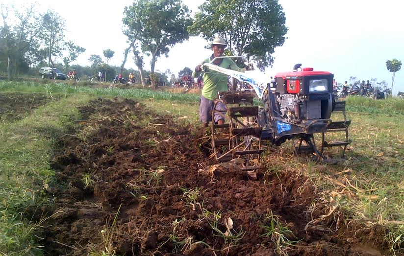 Kekeringan, Ratusan Hektar Sawah di Jombang Gagal Panen