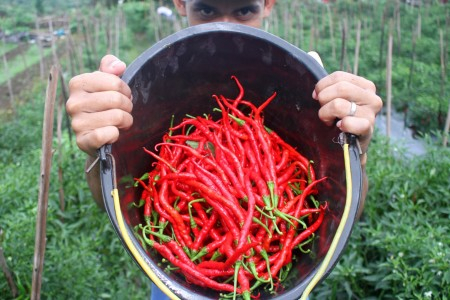 Pandemi Covid, Jokowi Siapkan Insentif bagi Hampir 4 Juta Petani dan Nelayan Miskin
