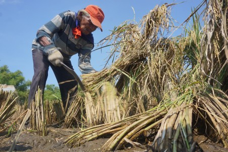 Kementan Klaim Stok Pangan Hingga Lebaran Aman