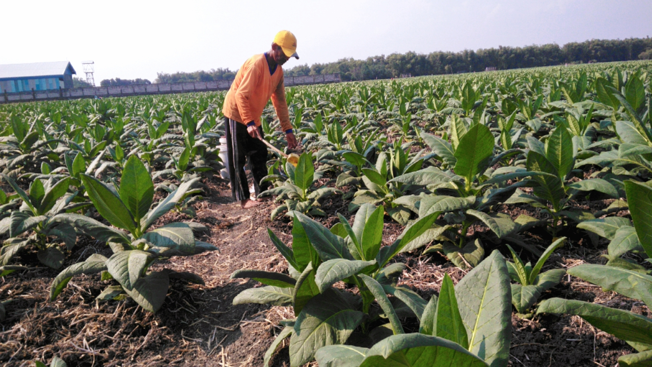 Kemarau Panjang, Petani Tembakau Jombang Terancam Gagal Panen