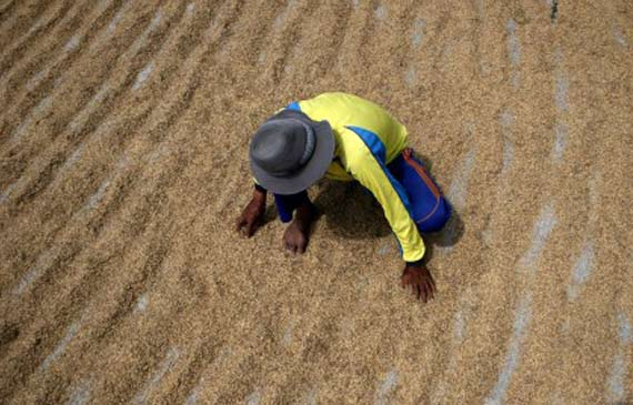 HPP Rendah Persulit Bulog Kalteng Serap Beras Petani