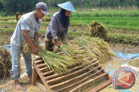 BPS: Upah Buruh Tani dan Bangunan Naik