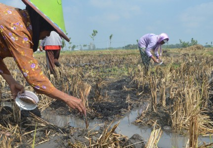 Curah Hujan Tinggi, 1500 Hektar Tanaman Kedelai di Banyuwangi Gagal Panen