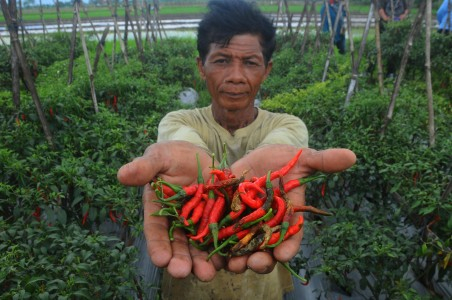Kementan Sebut Produksi Cabai Rawit di Januari Surplus