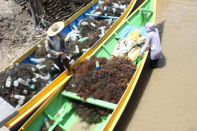  Petani Rumput Laut Nunukan Jual Murah Hasil Panen