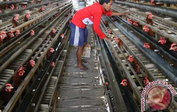 APPSI : Pola Naiknya Harga Ayam Sama Dengan Daging Sapi