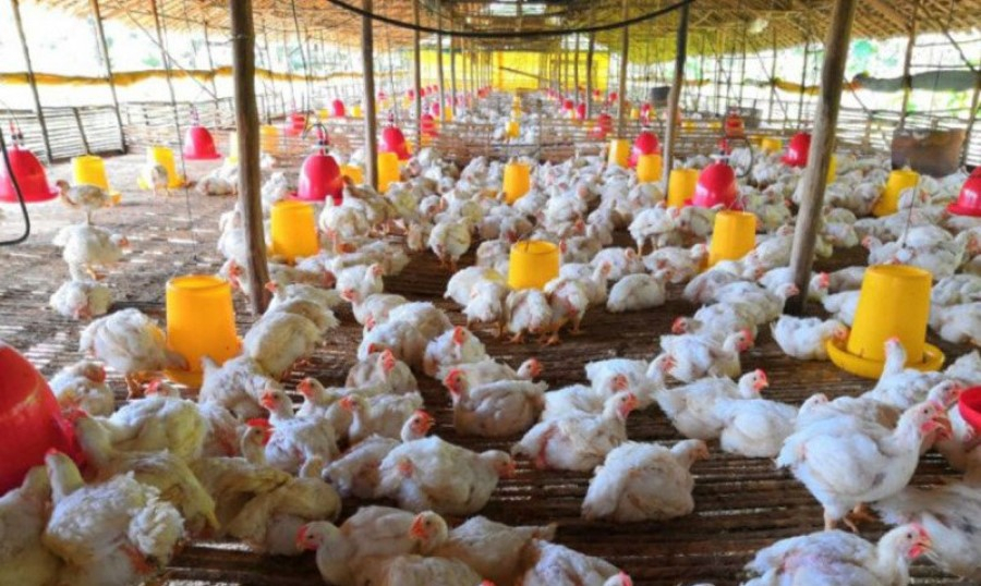 Daging Ayam Berlimpah, Harganya Malah Mahal