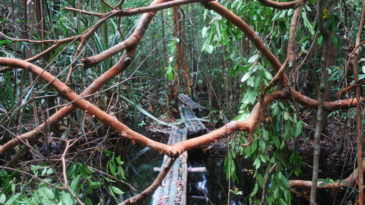 [Advertorial] Hutan dan Lahan Gambut Indonesia dalam Pusaran PILPRES 2019