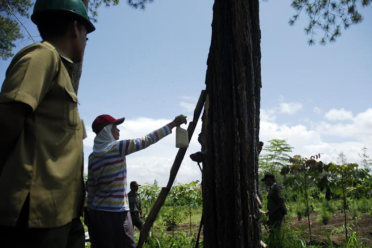 Pesanan Melonjak, Perhutani Genjot Produksi Getah Pinus