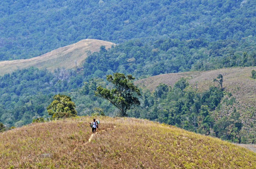 Lore Lindu, Hutan Alam dan Batu Kubur