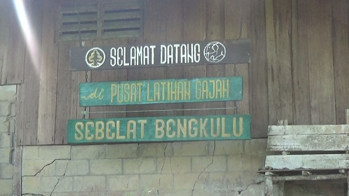 Gajah Betina Ditemukan Mati di Pusat Latihan  Seblat