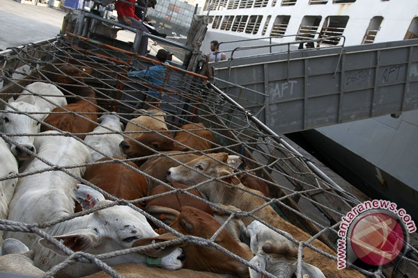 Impor Sapi,  Bulog Ikut Jaga Stabilitas Harga