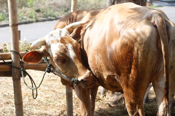 RI Gandeng Australia Selidiki Kartel Daging Sapi